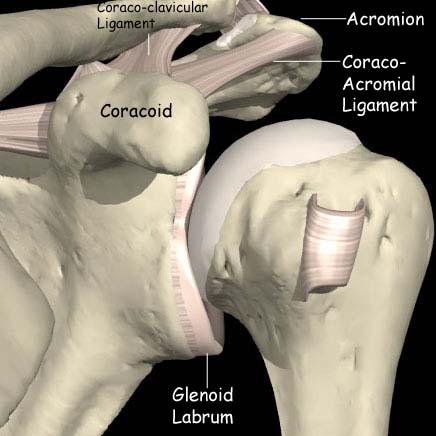 AC Joint ligaments